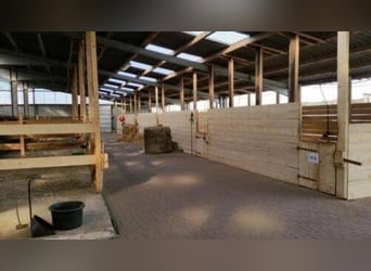 10 Paddockboxen + Wohnung zu verpachten – mit Mitnutzung großer Reitanlage