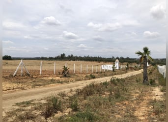2 Traumgrundstücke ( insgesamt 137.000 qm) in Andalusien/ Almonte