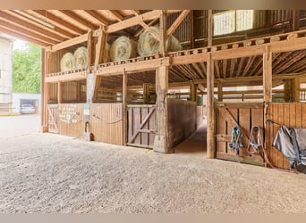Attraktive Reitanlage in Heidelberg – großzügiges Anwesen mit Reithalle und zwei Wohnhäusern im Grün