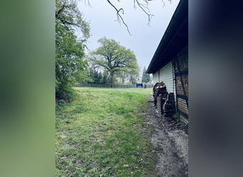 Attraktiver Resthof mit großer Scheune, Stallgebäude und Wiese im schönen Wendland