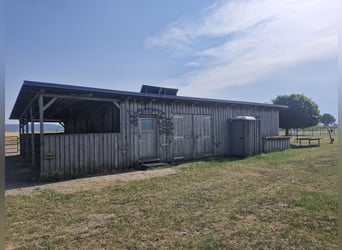 Do wynajęcia prywatny padok na dzierżawionej działce