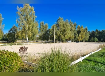 Einmalige Reitanlage bei Potsdam mit 16 Hektar arrondiertem Land