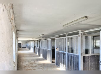 Einmalige Reitanlage bei Potsdam mit 16 Hektar arrondiertem Land