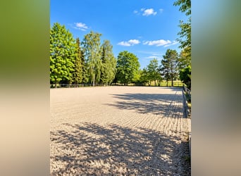 Ekskluzywny ośrodek jeździecki z kliniką i rehabilitacją koni w pobliżu Stuttgartu