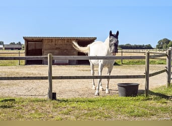 Equestrian Property with Endless Possibilities!