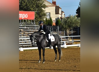 establo en (semi) libertad, garantizamos caballos felices