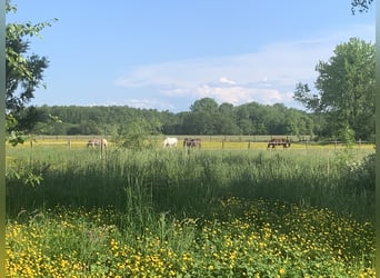 Historischer paradiesischer Pferdehof 40 Min. von der Schweiz 