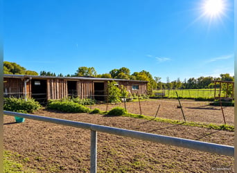 Hodowla koni na około 1,7 ha własnej ziemi w pobliżu Monachium