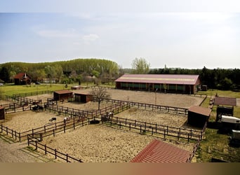 Ihr Anteil am Paradies – El Bronco Ranch, Ungarn