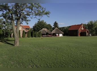 Ihr Anteil am Paradies – El Bronco Ranch, Ungarn