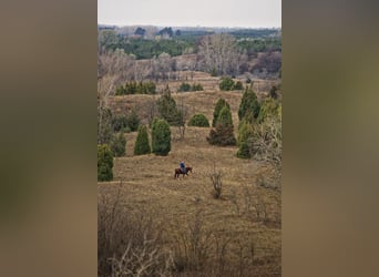 Ihr Anteil am Paradies – El Bronco Ranch, Ungarn