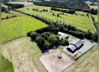 ISLANDGESTÜT MIT 62 HEKTAR IN NORDJÜTLAND ZU KAUFEN