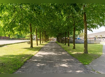 Kapelstraat 12 - 14 Leende Beautiful, complete equestrian accommodation 