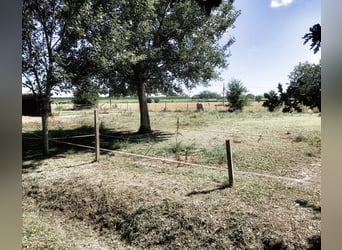 Lovely Equestrian property in Italy  