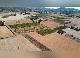MALLORCA Felanitx: Baugrundstück mit Baulizenz und Blick auf den Sant Salvador