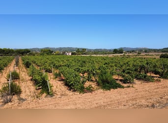 MALLORCA Felanitx: Baugrundstück mit Baulizenz und Blick auf den Sant Salvador