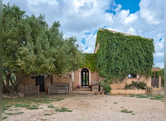 MALLORCA: Finca mit professioneller Reitanlage