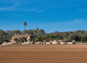 Mallorca: Finca mit Stallungen auf 15 Hektar Land und Ferienvermietlizenz