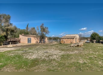Mallorca: Große Finca auf 4,8 Hektar Land mit Stallungen