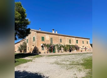 Mallorca: Historisches Landgut zum Sanieren mit 15,6 Hektar Land zur Pferdehaltung