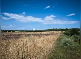 Mallorca: Schlüsselfertige Finca mit ca. 10 Hektar Land zur Pferdehaltung