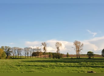 OPEN HOUSE am 28.9.: Gutshaus Scharpzow mit 2,2 ha und zusätzlichen Pachtflächen steht zum Verkauf