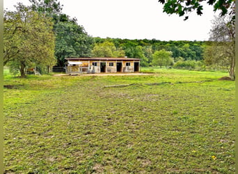 Pferdeboxen, Sattelkammer, Paddock und Weide  