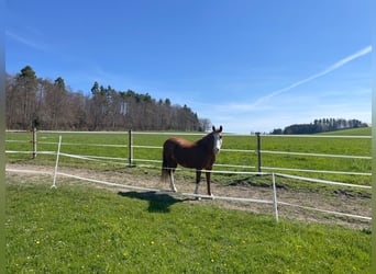 Pferderanch in Alterswil, Kanton Freiburg, Schweiz