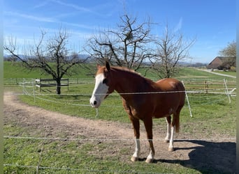 Pferderanch in Alterswil, Kanton Freiburg, Schweiz