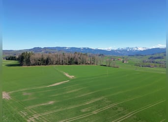 Pferderanch in Alterswil, Kanton Freiburg, Schweiz