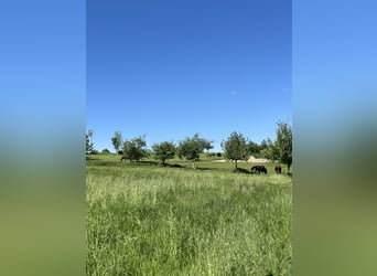 Położony w absolut spokojnej okolicy, mocno osadzony w koncepcji – romantyczny dworek z naciskiem na