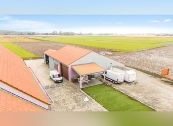 Prachtige villa in hoevestijl met bijgebouwen en graslanden op 89.070m² - 2811 Leest