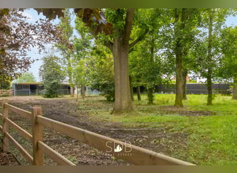 Prachtige villa met zwembad, paardenstallen, paddock en grasland op 1,3HA - 1790 Affligem