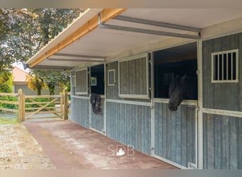 Prachtige villa met zwembad, paardenstallen, paddock en grasland op 1,3HA - 1790 Affligem