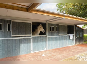 Prachtige villa met zwembad, paardenstallen, paddock en grasland op 1,3HA - 1790 Affligem