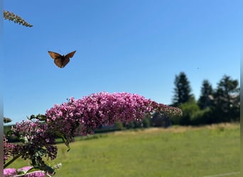 Professionelles Reitsportzentrum/Gestüt NRW