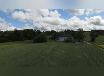 Rarität im OÖ Salzkammergut,  Nähe Gmunden, Österreich 