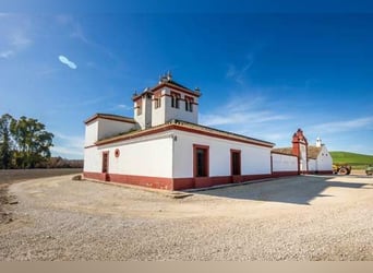 Ref2525FS Andalusien, nahe Sevilla - authentischer Cortijo zu verkaufen!