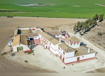 Ref2525FS Andalusien, nahe Sevilla - authentischer Cortijo zu verkaufen!