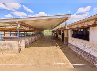 Reitanlage bei Villingen-Schwenningen mit zwei Reithallen & ländlicher Wohnidylle!