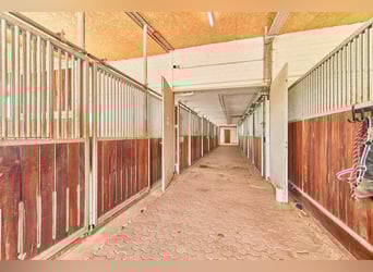 Reitanlage im Kreis Wesel zu verkaufen – Preis inkl. Dachsanierung!