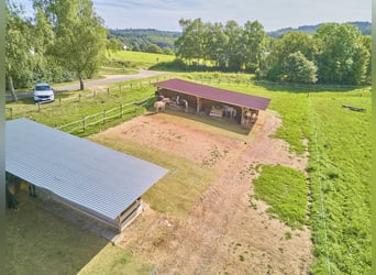 Reitanlage im Rheingau zu verkaufen – Parelli Seminarzentrum in Geisenheim mit Erweiterungspotenzial