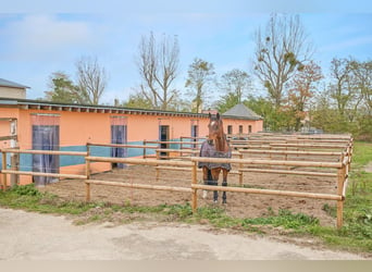 Reitanlage in Brandenburg zu verkaufen – Genießen Sie die Nähe zur Hauptstadt Berlin!