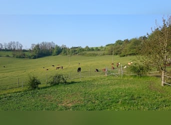 Reitanlage mit 18ha Eigengrund bei Zweibrücken