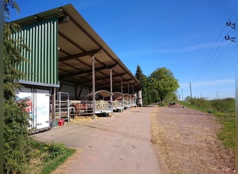 Reitanlage mit 18ha Eigengrund bei Zweibrücken