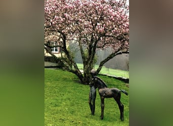 Reiterhof - Hofgut bei Freiburg im Breisgau