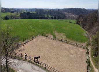 Reitsportanlage mit hochwertigem und modernem Einfamilienhaus und fünf Hektar Land