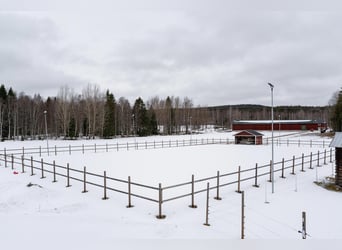 Schweden - Einzigartiger Pferdehof zum Verkauf angeboten!