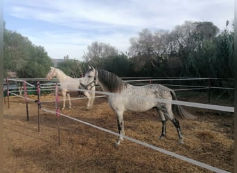 Stables and paddock for rent in Tarifa (Cádiz)