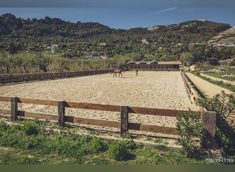 Stables and paddock for rent in Tarifa (Cádiz)